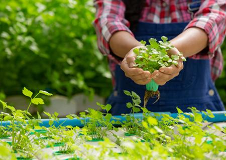 Instrumento de Agregación de Demanda para la Compraventa y/o suministro de Material Vegetal de Propagación