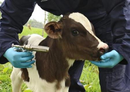 Compraventa y/o Suministro de Alimentos y Medicamentos para Animales.