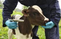 Compraventa y/o Suministro de Alimentos y Medicamentos para Animales.
